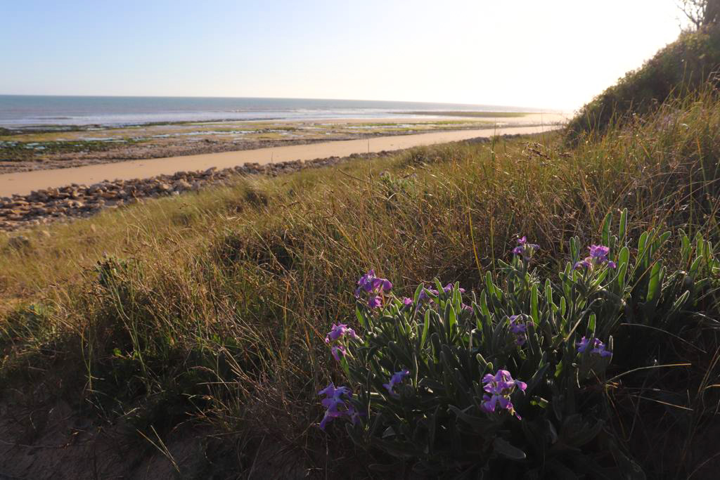 Les plages à proximité de notre camping en Vendée 1 IMG 20210316 WA0004 edited