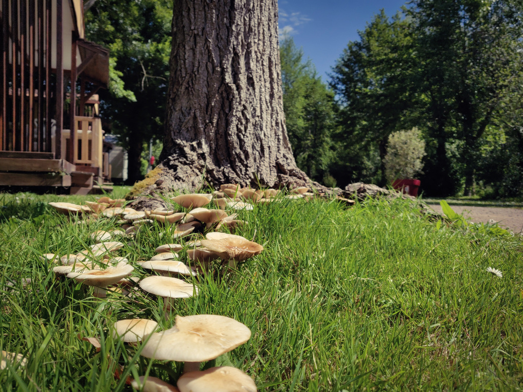 Camping 85 : Le camping Les Mancellières, au cœur de la nature vendéenne 1 nature
